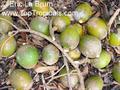 green sapote
